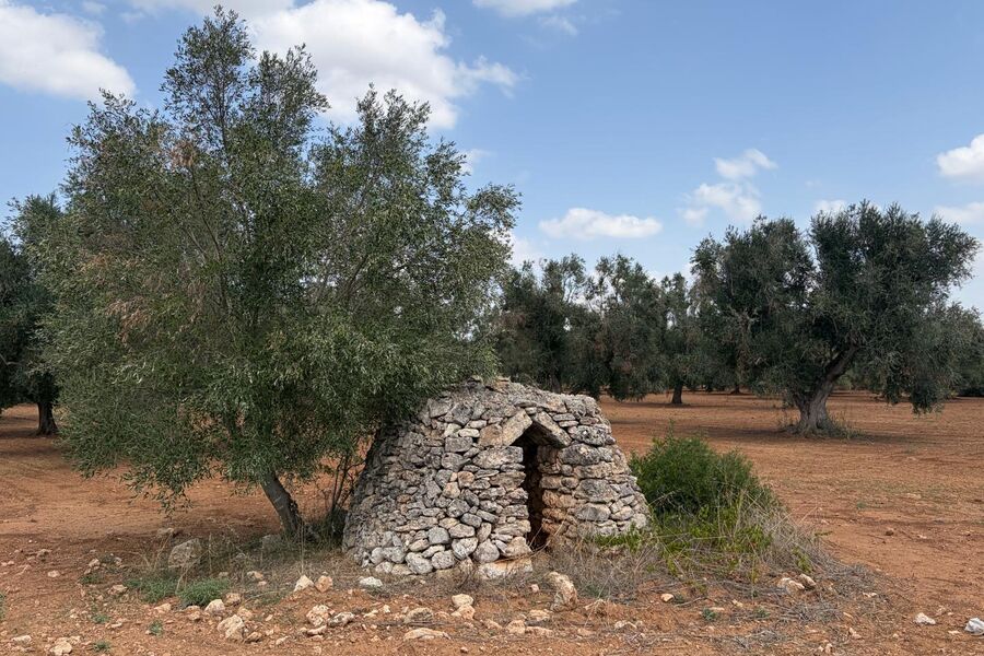Olivové háje a trulli